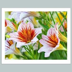 #1001 P-8X10 Painted Tongue 8x10 Glossy Photo - Fast-Secure Shipping